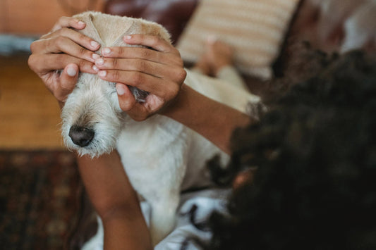5 Creative Ways to Keep Your Dog Entertained - My Online Pet Store