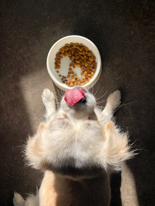 Benefits of Grain Free Dog Food - My Online Pet Store