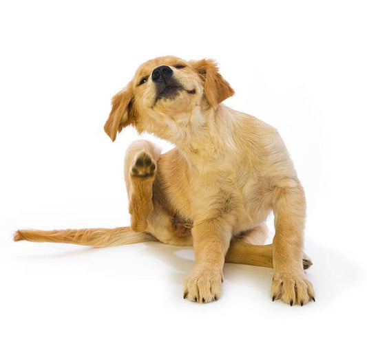 Dog Breeds Prone To Food Allergies - My Online Pet Store