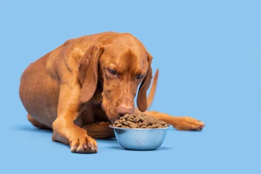 Grain Allergies in Dogs - My Online Pet Store