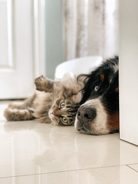 How Do I Change My Pets Food? - My Online Pet Store