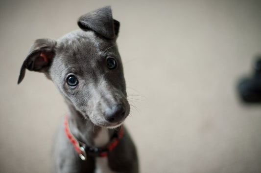 Puppy Training Tips - My Online Pet Store