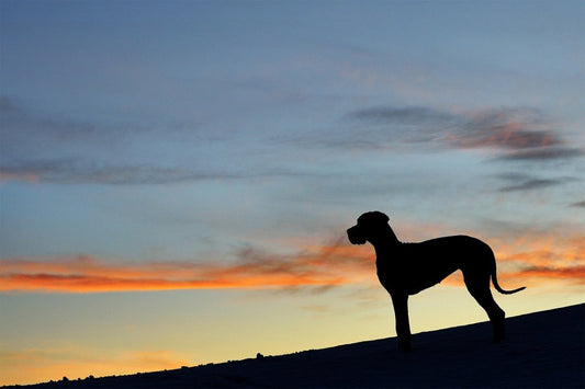 The 10 Largest Dog Breeds - My Online Pet Store