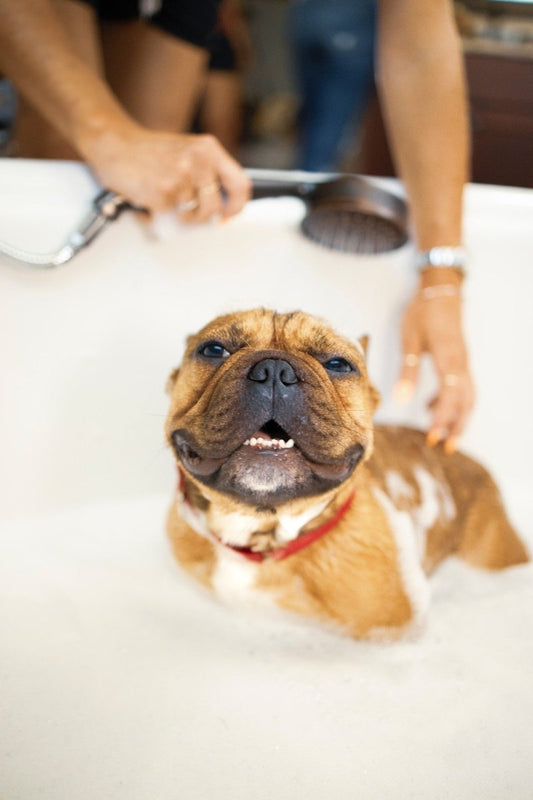 The Importance of Pet Grooming - My Online Pet Store