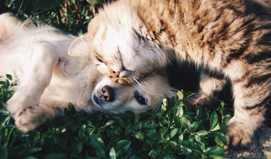 Top 5 Tips for Keeping Your Pet Healthy and Happy - My Online Pet Store
