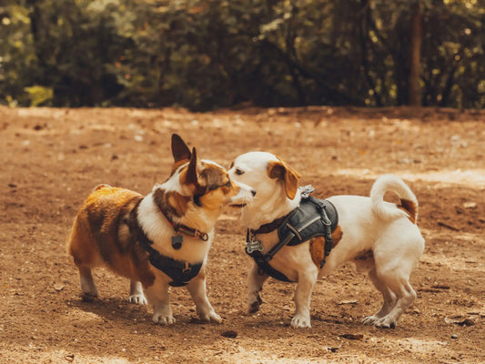 Why Do Dogs Sniff Each Other? Understanding Canine Greetings - My Online Pet Store