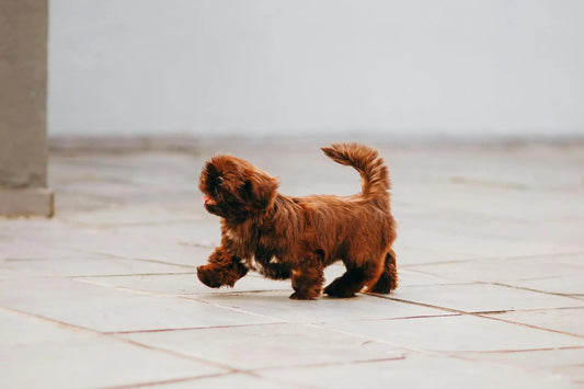 Why Do Dogs Wag Their Tails? - My Online Pet Store