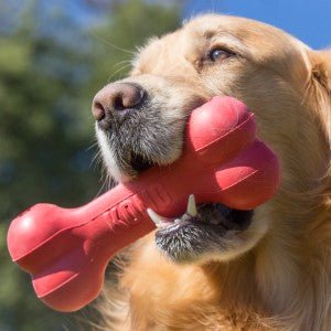 KONG Classic Goodie Bone - Kibble UK - My Online Pet Store