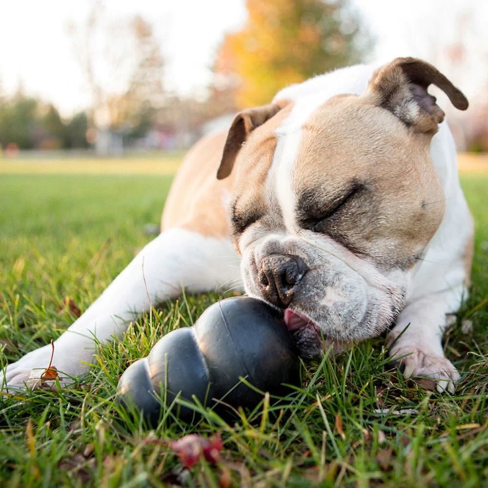 KONG Extreme - Kibble UK - My Online Pet Store