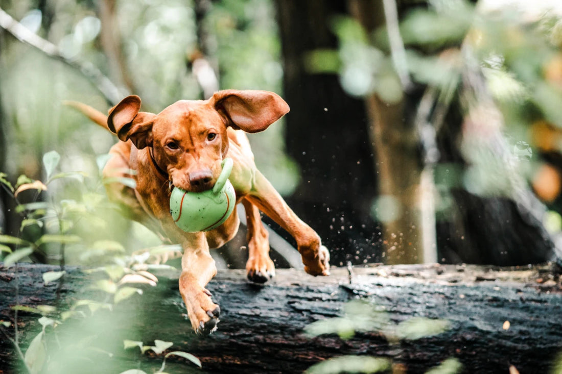 10 Fun Activities To Do With Your Dog: Bonding Ideas for Dog Owners - My Online Pet Store