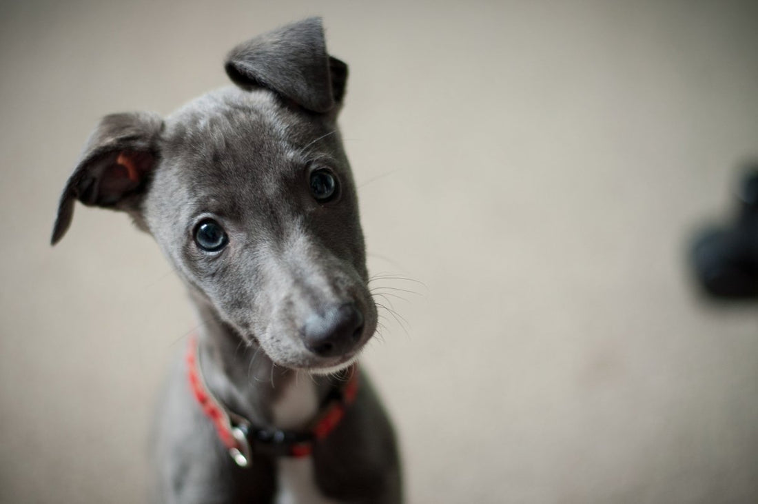 Puppy Training Tips - My Online Pet Store