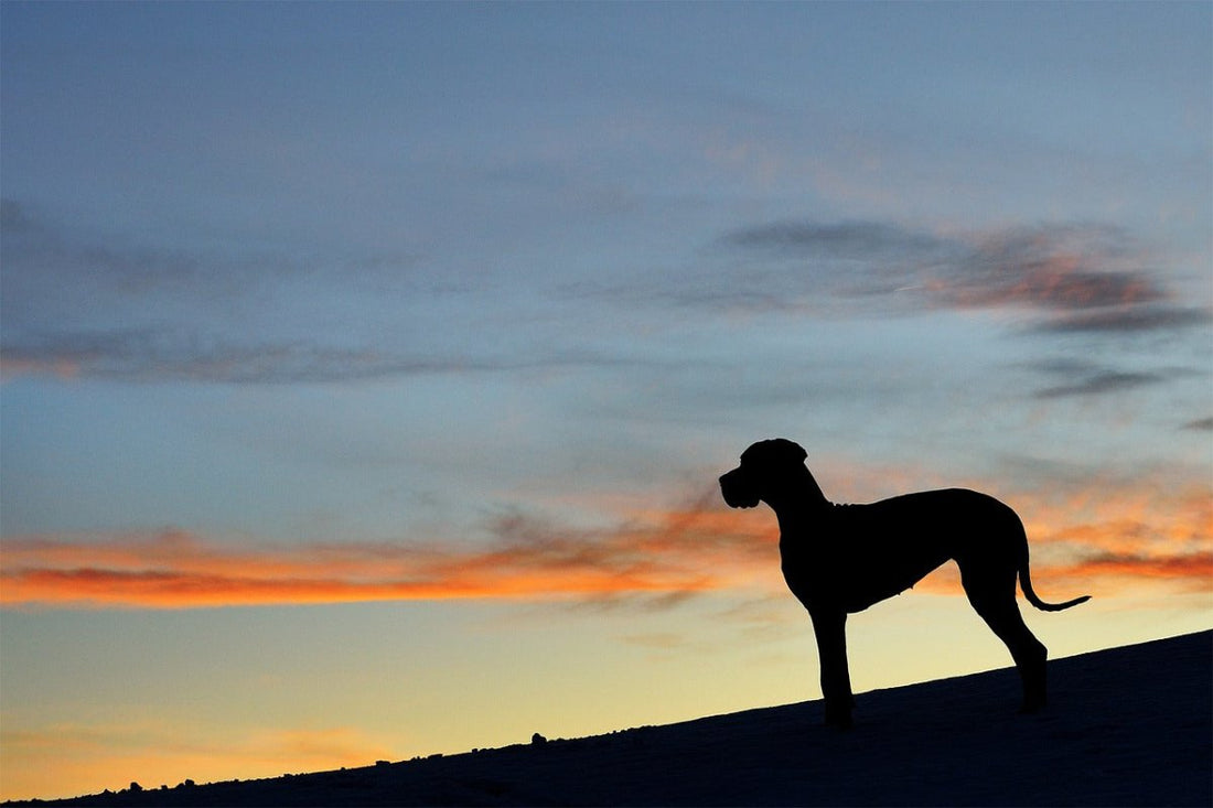 The 10 Largest Dog Breeds - My Online Pet Store