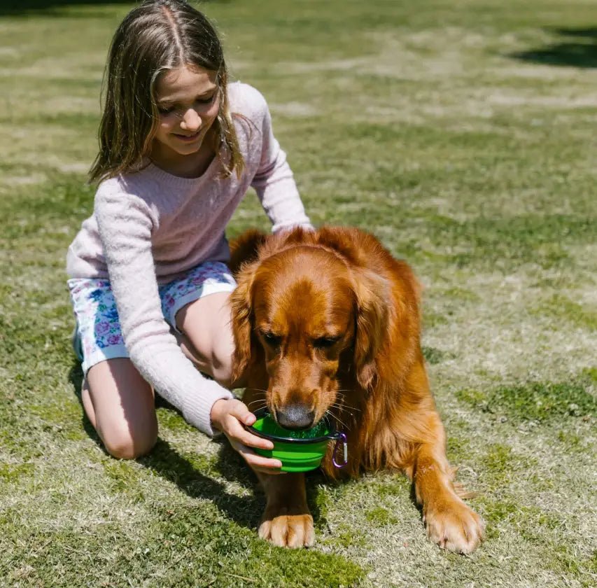 The Hidden Dangers: Protecting Your Pets from Overheating in the Summer - My Online Pet Store
