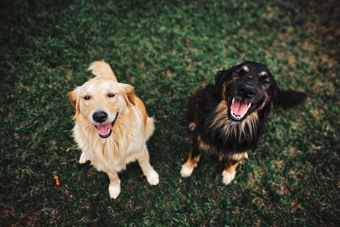 The Sensitive Stomach Dilemma - My Online Pet Store