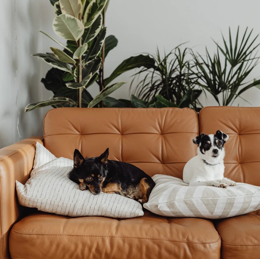 The Ultimate Guide to Choosing the Perfect Pet for Your Lifestyle - My Online Pet Store