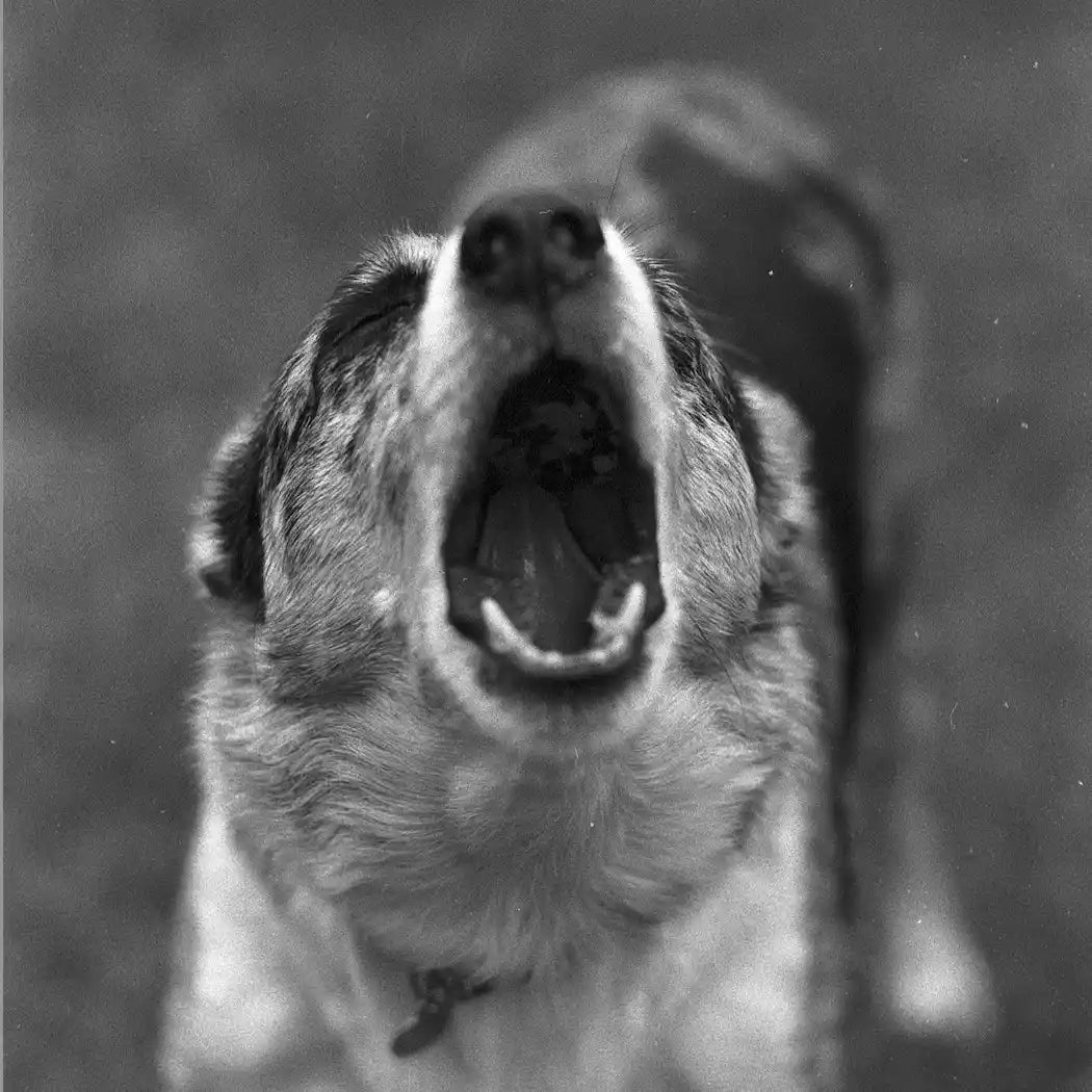 Understanding Separation Anxiety in Dogs: Causes, Symptoms, and Solutions - My Online Pet Store
