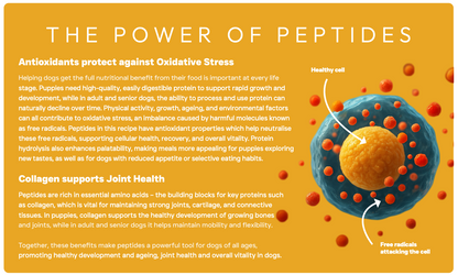 Peptide+ Hypoallergenic Healthy Living - Salmon