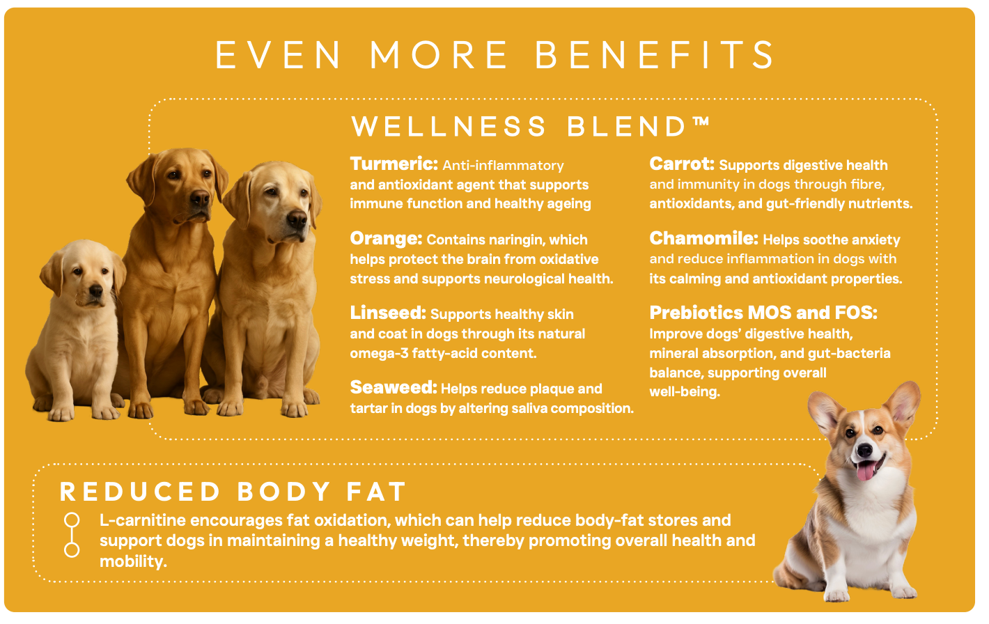 Peptide+ Hypoallergenic Healthy Living - Salmon